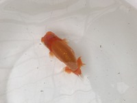 錦友会・出陳魚