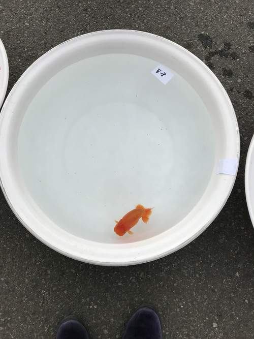 駿河らんちう会