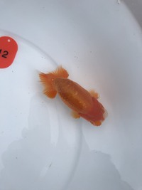 尾張優魚会らんちゅう品評会