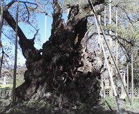 名桜　山高神代桜