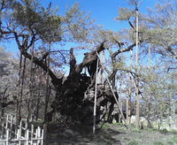 名桜　山高神代桜