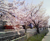 桜の散歩道♪