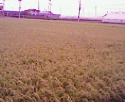 エコ農産物生産ほ場