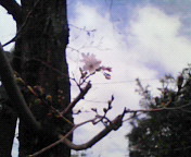 桜咲く♪ 2009/03/21 09:04:00