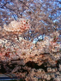 散歩道も桜満開♪ 2011/04/10 19:28:49