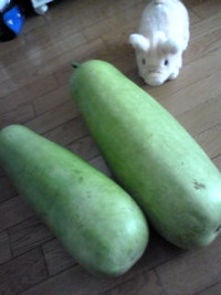 でっかい夕顔( 笑)。 2012/08/20 21:31:22