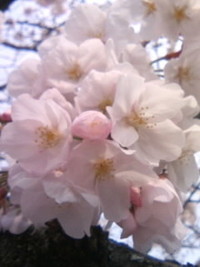 長坂堤の桜 2010/03/28 14:27:40