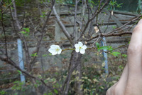 何の花でしょう？ 2011/10/15 08:29:46