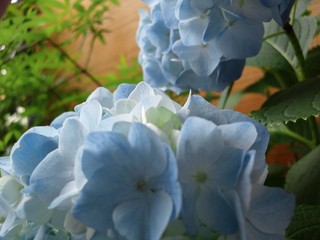 紫陽花