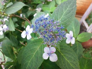 紫陽花