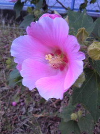 ✿酔芙蓉✿