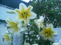 ユリ 2007/07/06 18:56:53