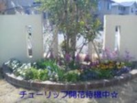 我が家の花壇 2007/03/17 14:19:06