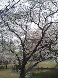 桜 2007/04/03 20:58:07