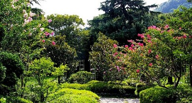 「サルスベリの花」が見頃になっています！