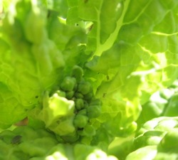 菜の花の草取り