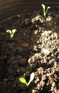 あれ!?この芽は・・・ 2011/01/14 23:50:42