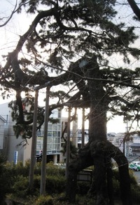 根上がり松、マツ・・・ 2011/02/28 18:10:20