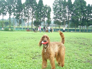 朝霧爆走オフ会