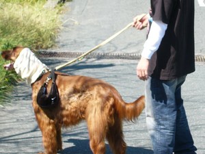 近所を散歩
