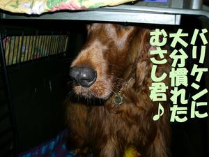バリケンその後
