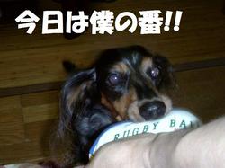 僕の番