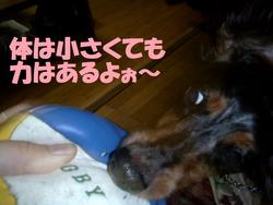 僕の番