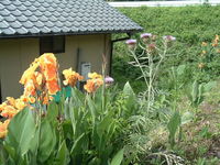 土手の花たち！