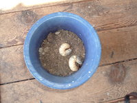 カブトムシの幼虫！