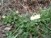 水仙と？の花？
