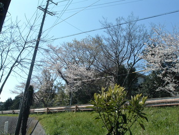 裏庭からお花見