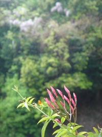 雨の日は緑を♪