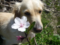 アーモンドの花