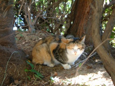 蔵に来る猫