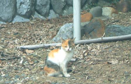 蔵に来る猫