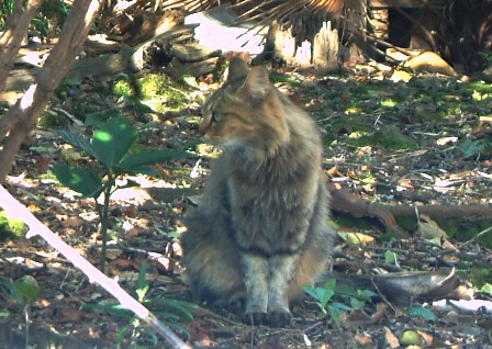 蔵に来る猫