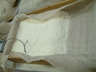 成長する麹