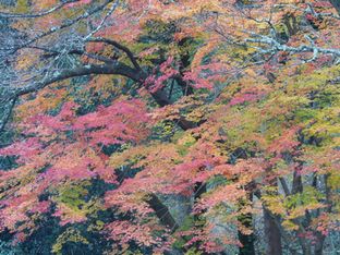かどまつ
