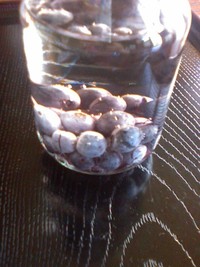 ブルーベリー酵母