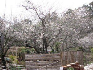 3月1日