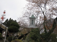 粟ヶ岳山頂の桜茶会　ホ～ホケキョ～♪