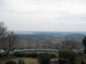 粟ヶ岳山頂の桜茶会　ホ～ホケキョ～♪