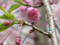 粟ヶ岳山頂の桜茶会　ホ～ホケキョ～♪