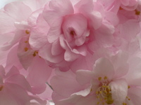 粟ヶ岳山頂の桜茶会　ホ～ホケキョ～♪