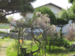 朝の庭から　藤が開花♪