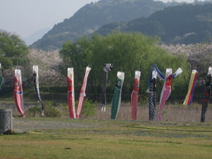 　桜の原野谷川　朝ポタリング♪　