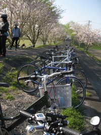 　桜の原野谷川　朝ポタリング♪　