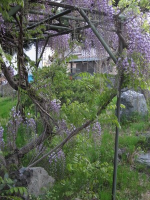 せっせお花見弁当いかが？