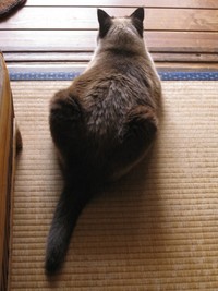 朝つゆにぬれて、