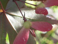 朝の庭から　可愛いもみじの花？